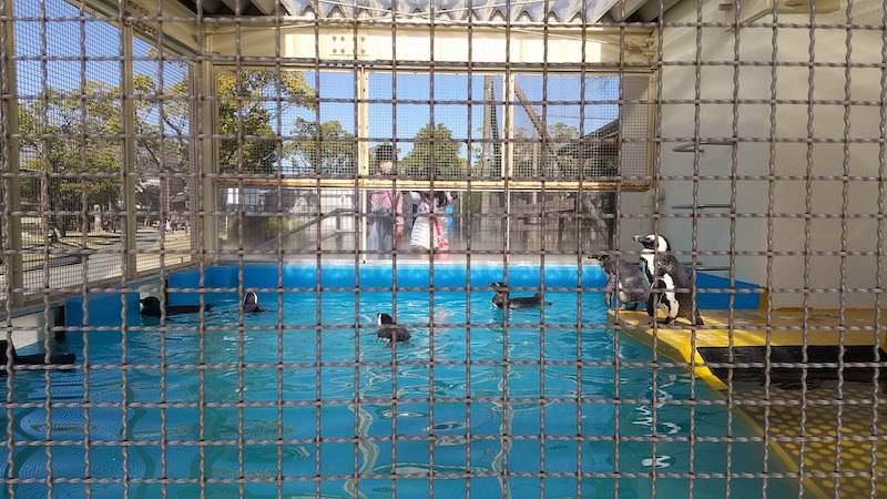 鳥類センターのペンギンを見る子供たち