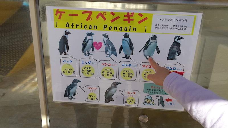 鳥類センターのペンギンの紹介図